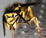 ����� ��� ����