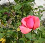 ����� ��� ���������� ����������