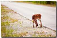 ����� ��� �������� ������������� ���������