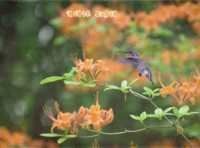 ����� ����������