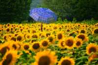 ��� �������� ���� ������� ����