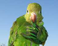 ��� �������� �������