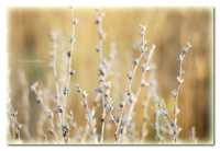 ���� �������� ���������