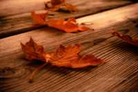 l �������� ��������