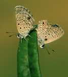 ��������� �������� �������� �������� ���������