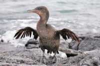 ������� �����