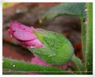 �������� �������� ��� ����