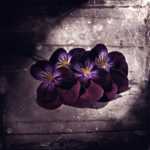 ������� �������� �����