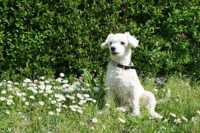 ������� ����� ����������� ����� ��������